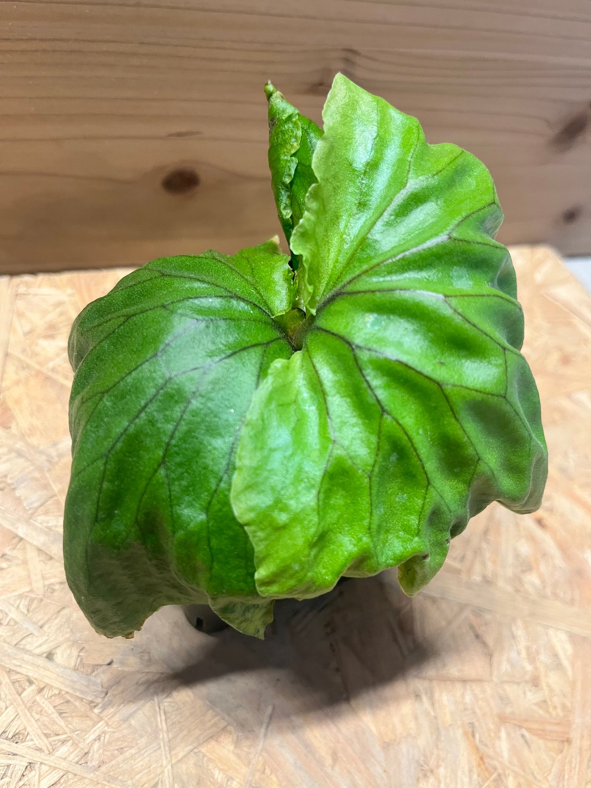 ビカクシダ マダガスカリエンセ | GREEN LUCK