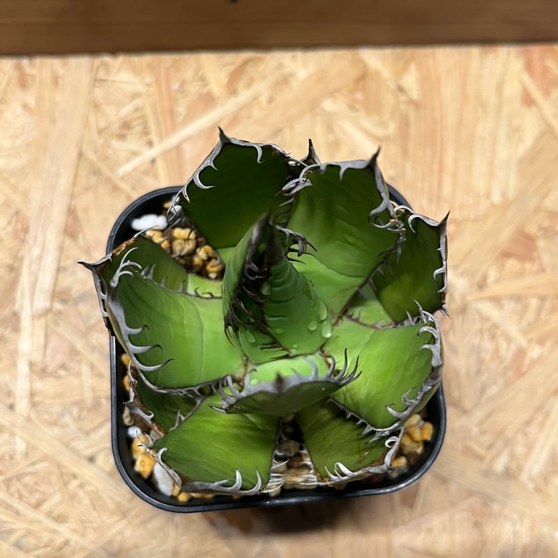 アガベ ホリダ | GREEN LUCK