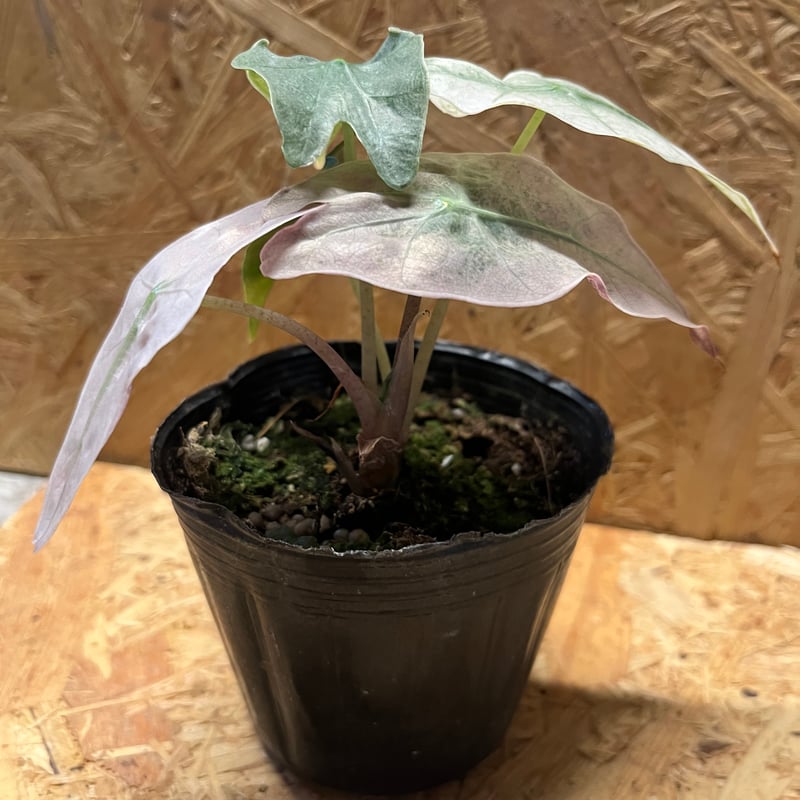 アロカシア アマゾニカ バリエガータ | GREEN LUCK