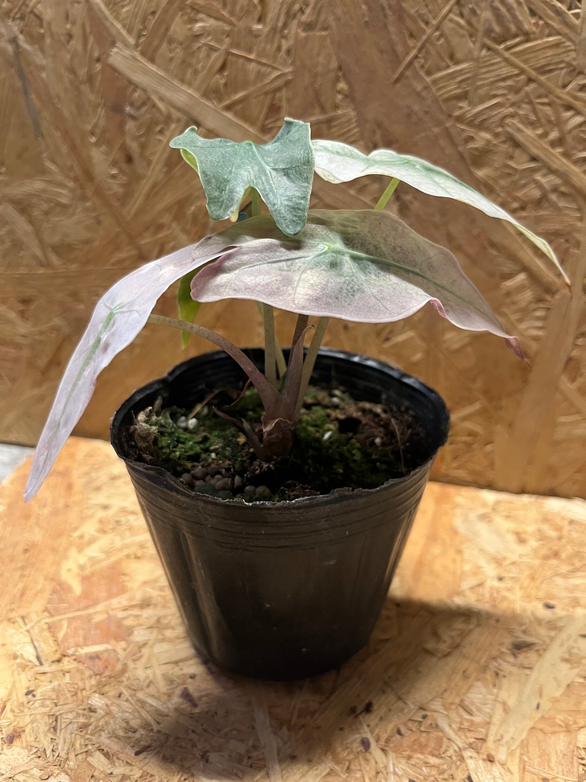 アロカシア アマゾニカ バリエガータ | GREEN LUCK