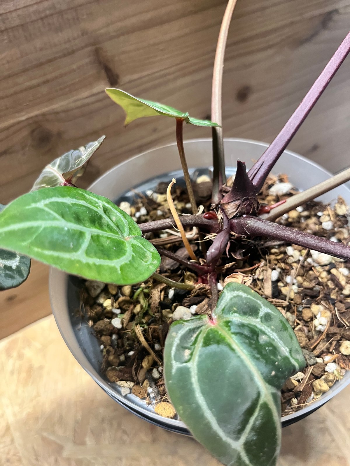 アンスリウム ジャンニーナ | GREEN LUCK