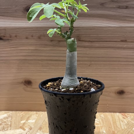 アデニア　グラウカ　幻蝶かずら