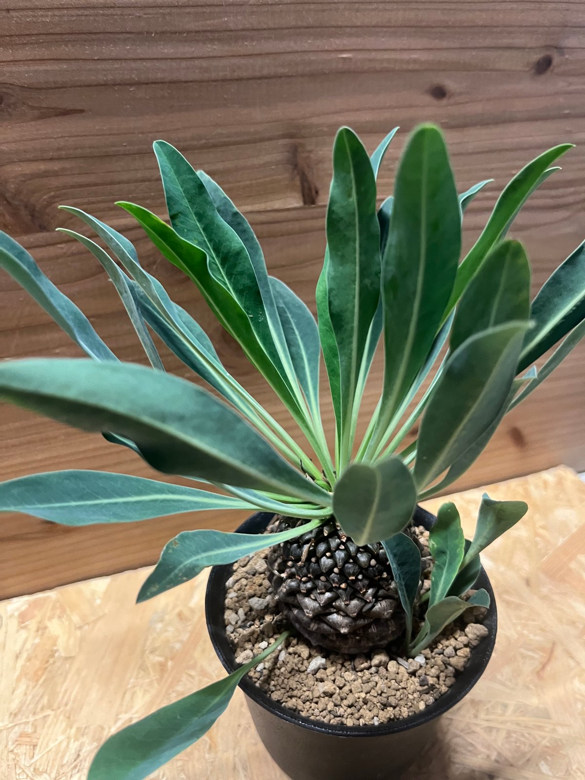 塊根植物 ユーフォルビア　鉄甲丸　ブプレウリフォリア ユーフォルビア プブレウリフォリア 鉄甲丸 | GREEN LUCK