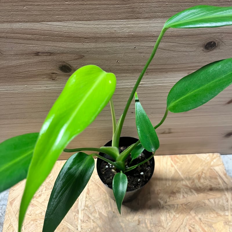 モンステラ バールマルクスフレーム | GREEN LUCK