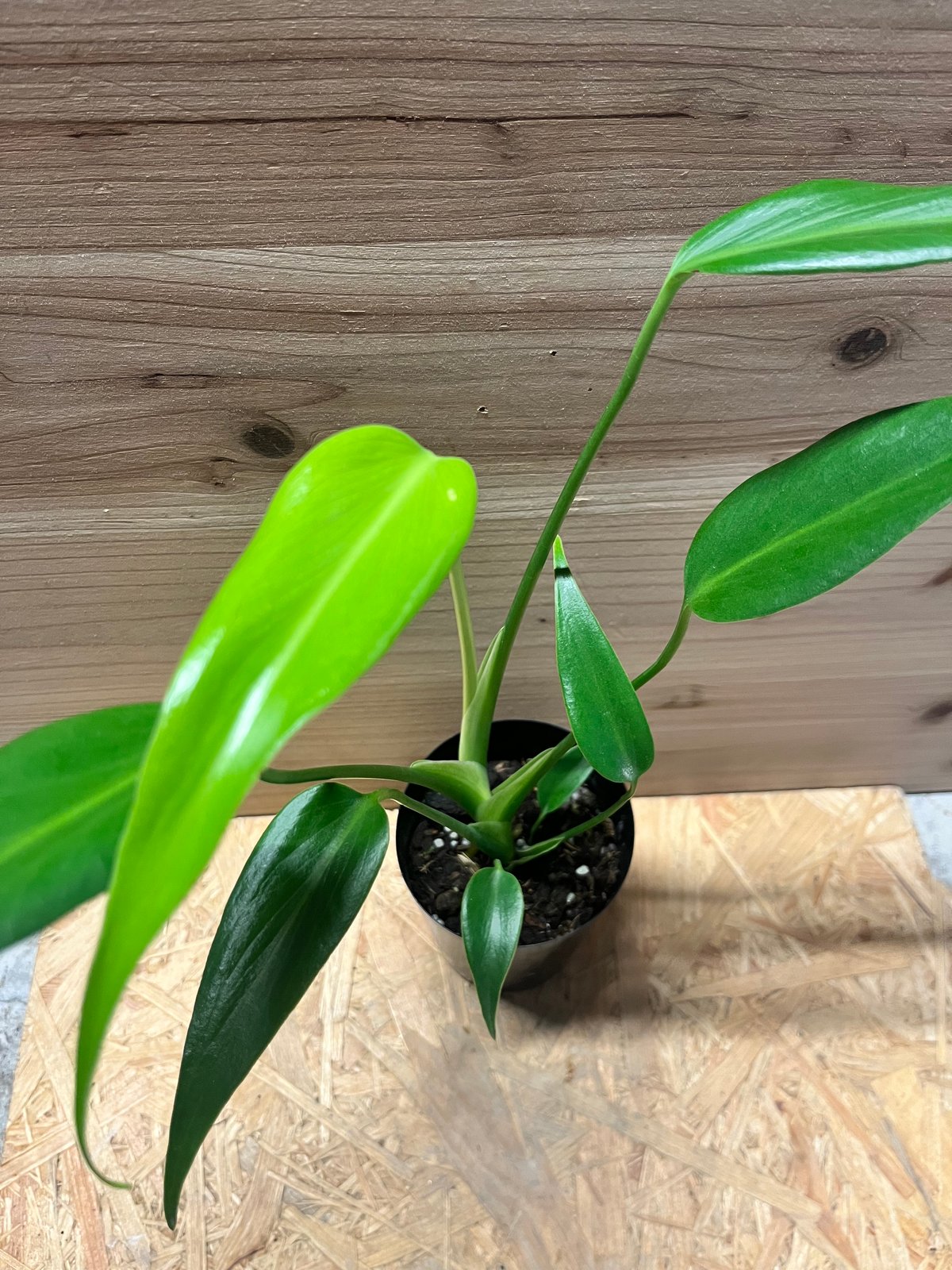 モンステラ バールマルクスフレーム | GREEN LUCK