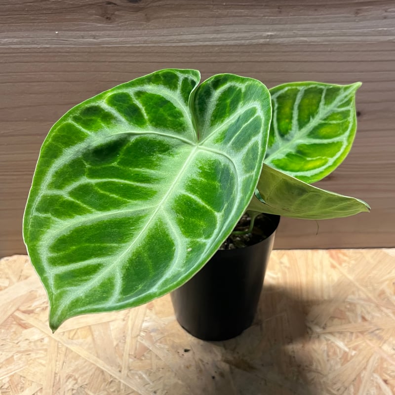 アンスリウム ドラヤキ | GREEN LUCK