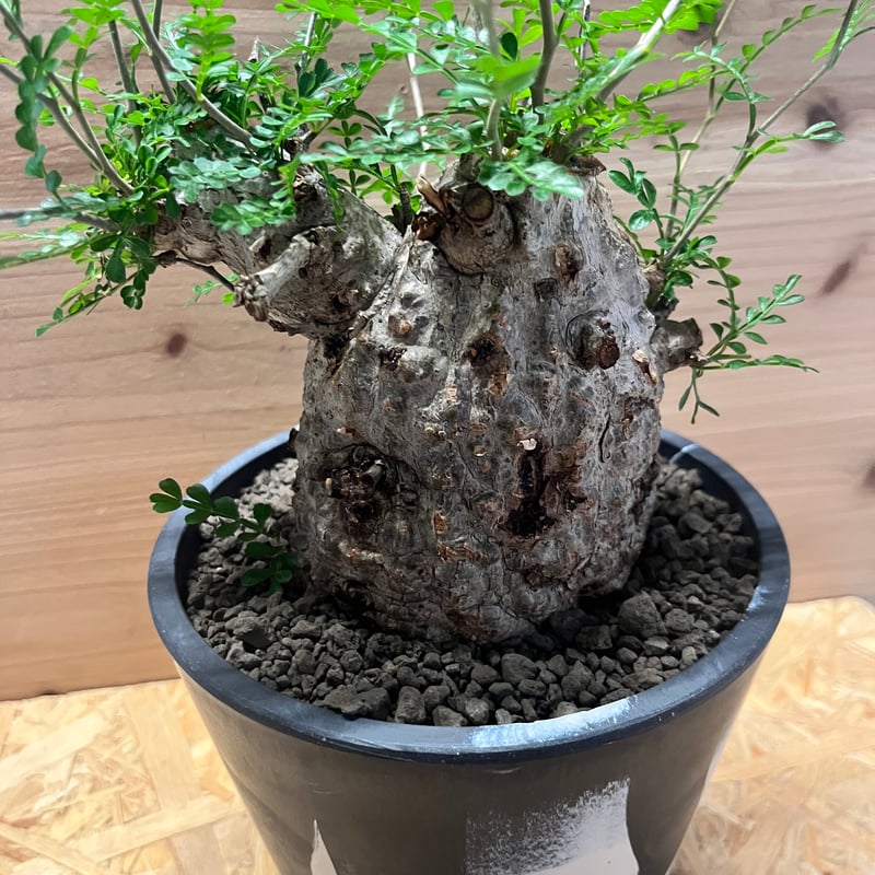 オペルクリカリア パキプス | GREEN LUCK