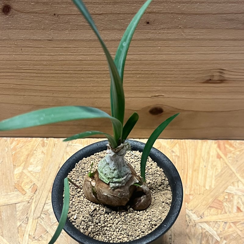 キルタンサス スピラリス | GREEN LUCK