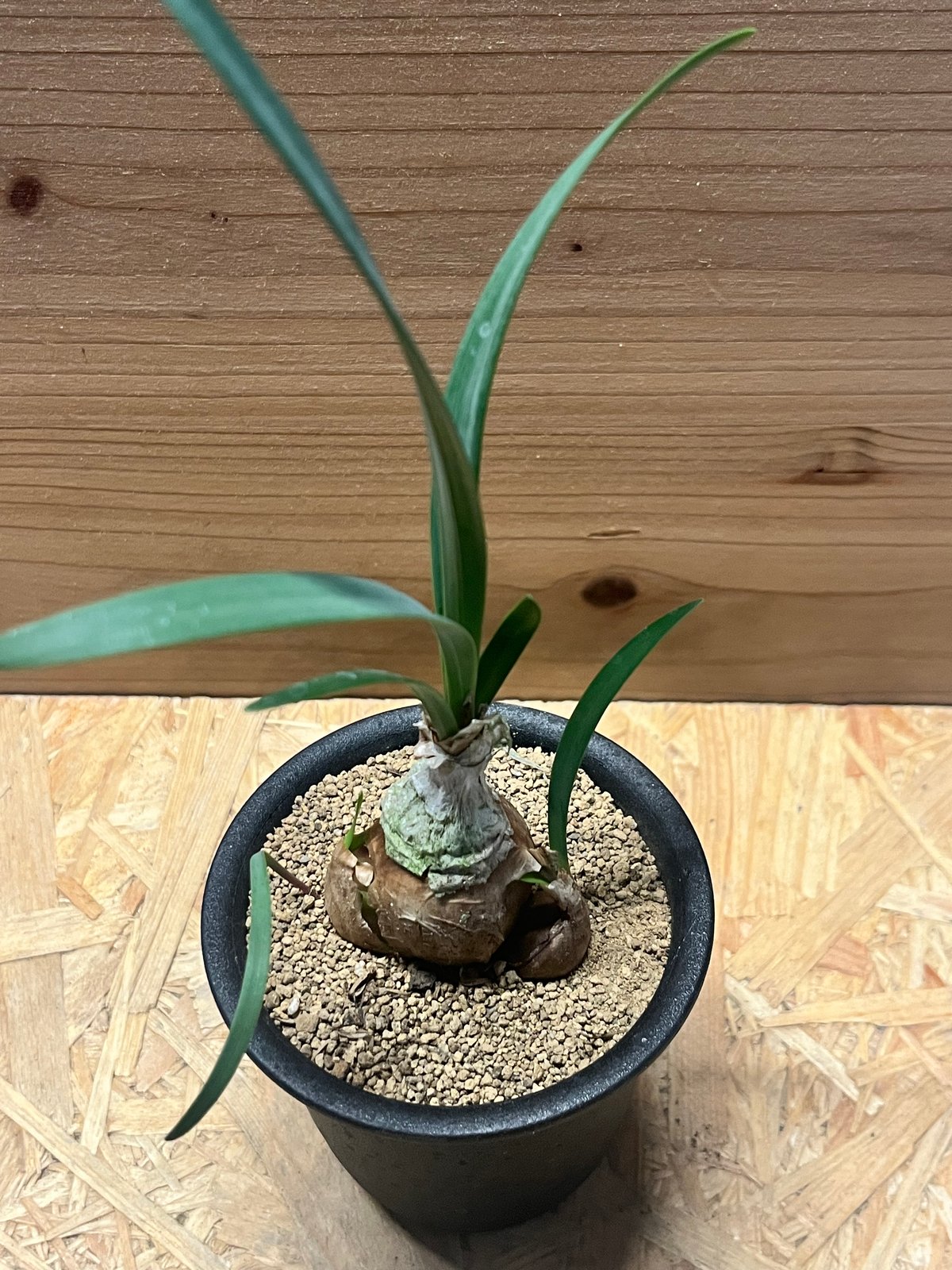 キルタンサス スピラリス | GREEN LUCK