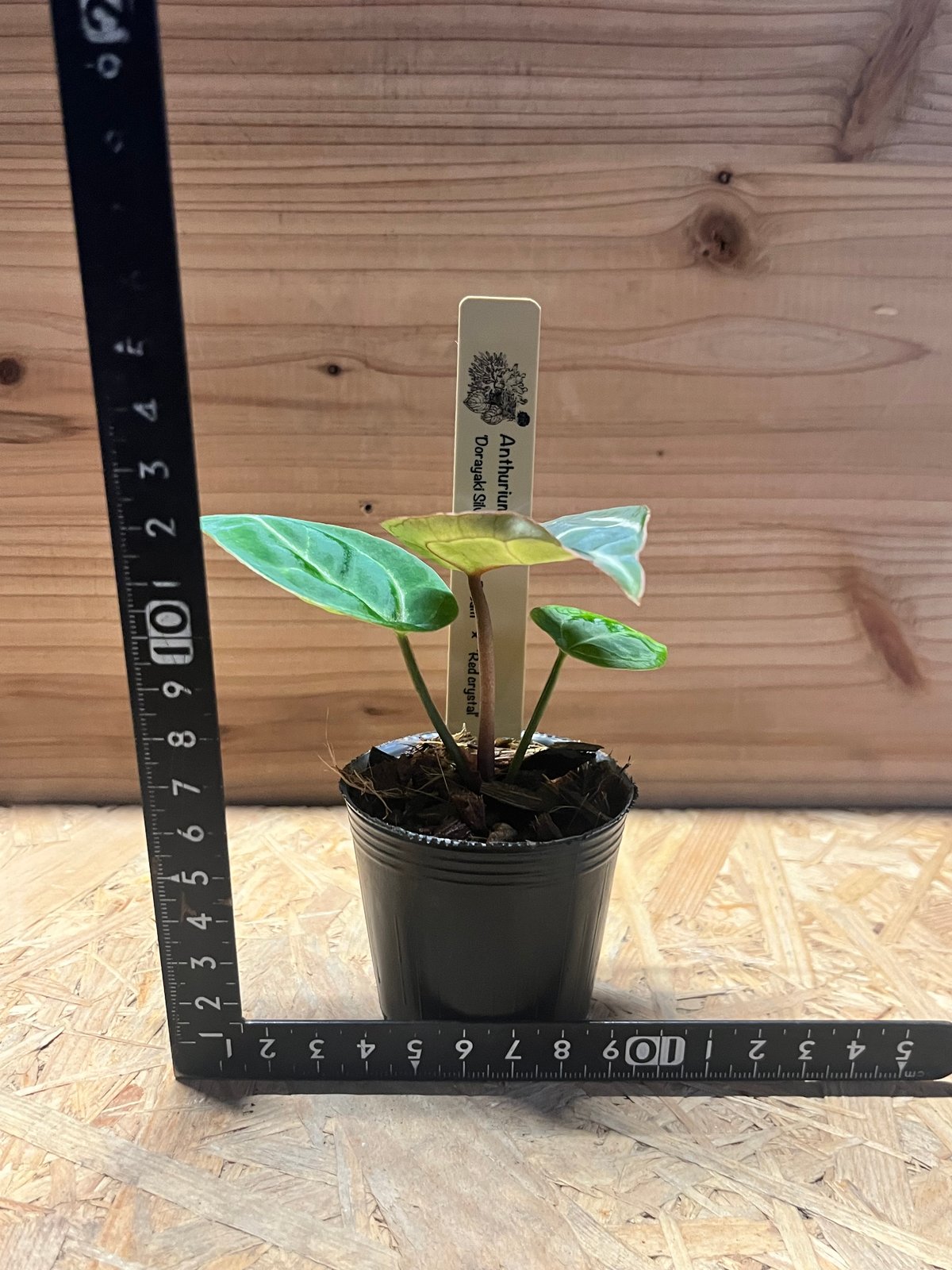 アンスリウム　レッドクリスタル×ドラヤキ アンスリウム レッドクリスタル×ドラヤキ アンスリウム ドラヤキ