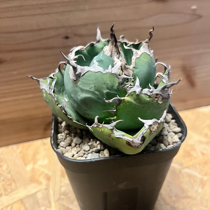 アガべ チタノタ '白鯨' | GREEN LUCK