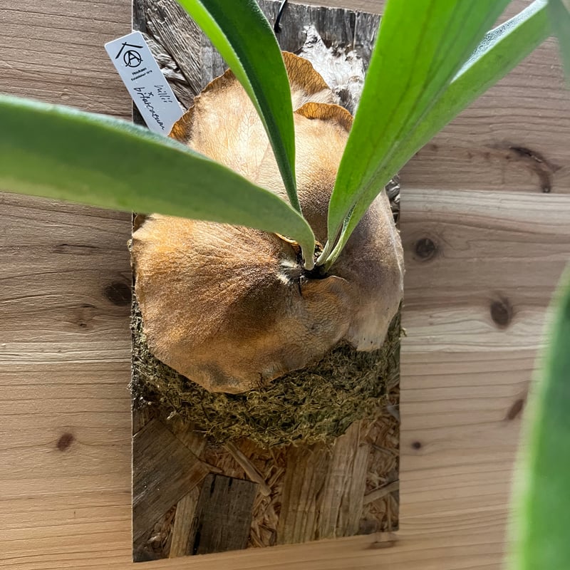 ビカクシダ ヒリー×ビフルカツム | GREEN LUCK