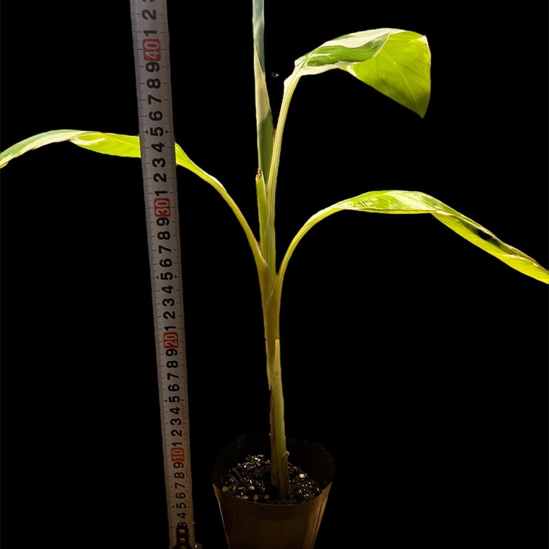 専用出品 ムサ アエアエ 斑入りバナナ | GREEN LUCK