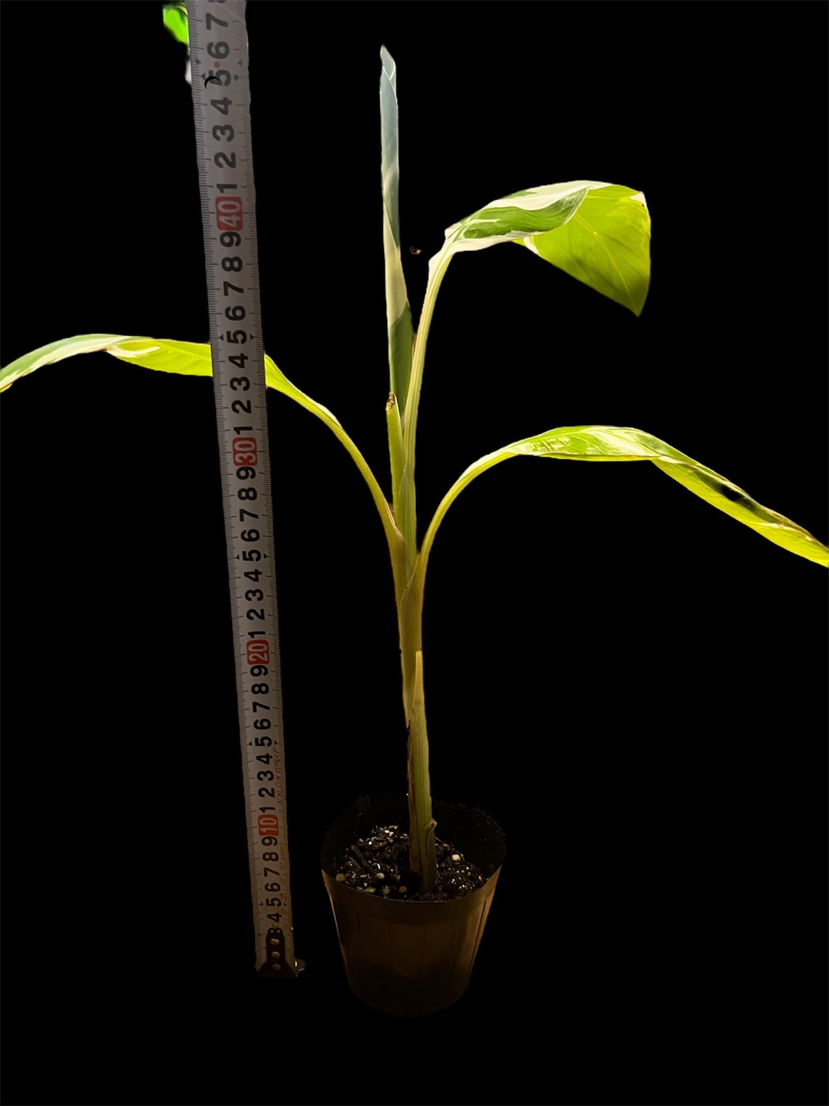 専用出品 ムサ アエアエ 斑入りバナナ | GREEN LUCK