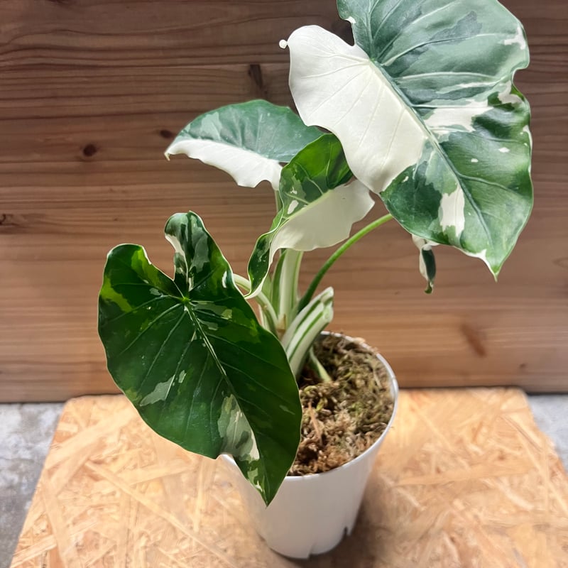 斑入りクワズイモ アロカシア オドラ | GREEN LUCK