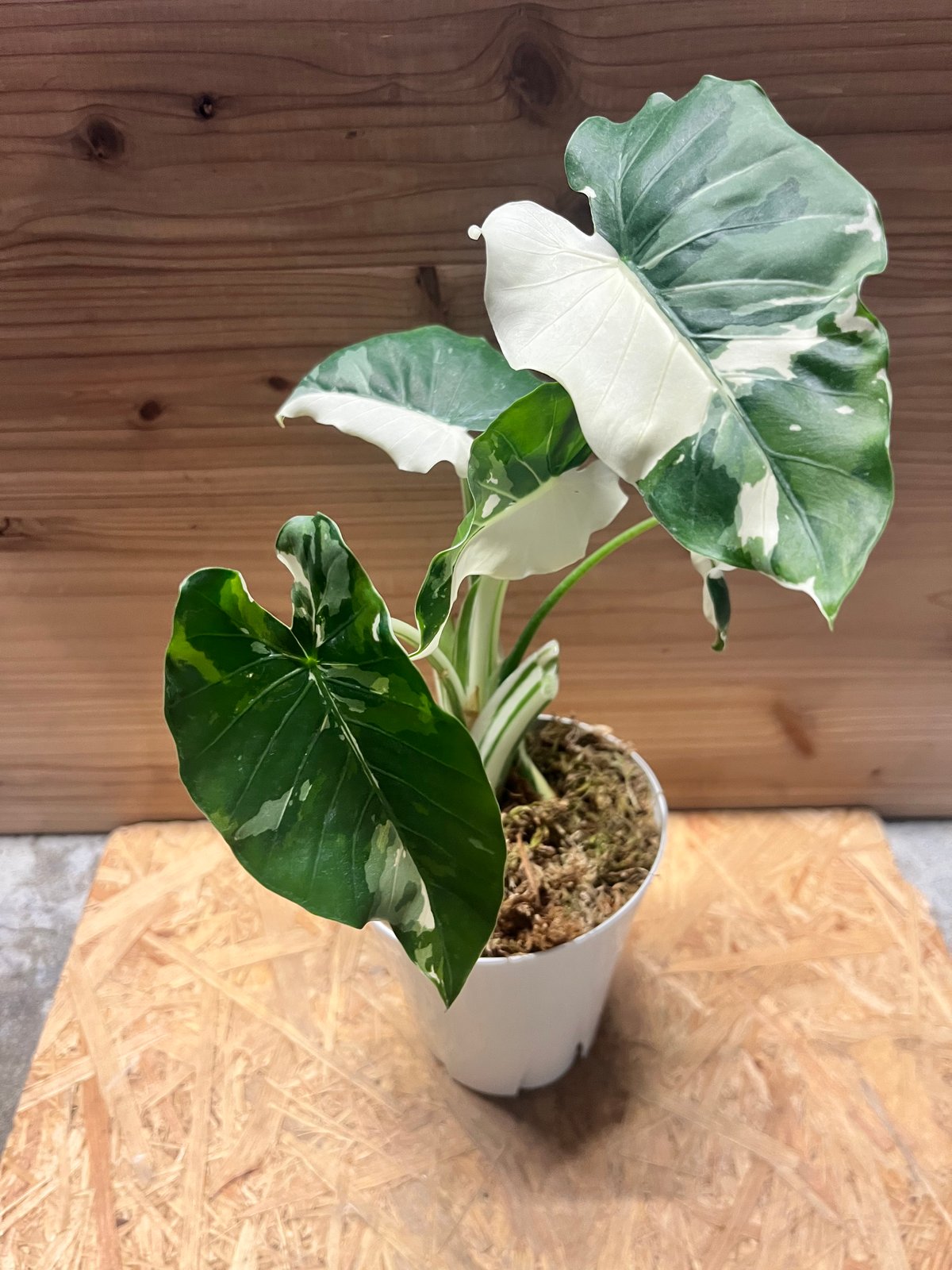 斑入りクワズイモ アロカシア オドラ | GREEN LUCK