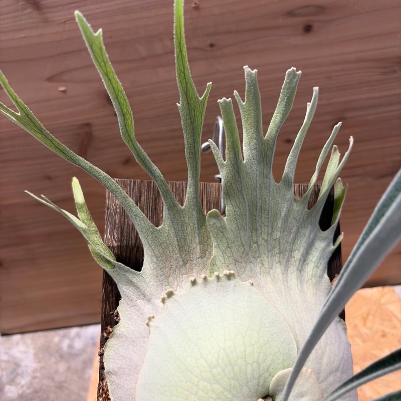 ビカクシダ ベイチー ワイルド | GREEN LUCK