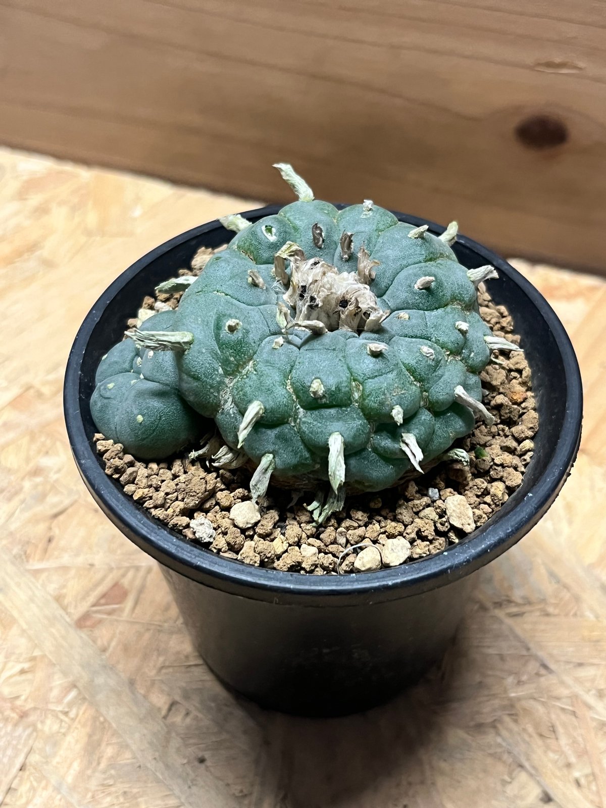 ロホホラ　ペンタゴナ 自根 ロフォフォラ ペンタゴナ | GREEN LUCK