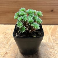 ユーフォルビア ガムケンシス | GREEN LUCK