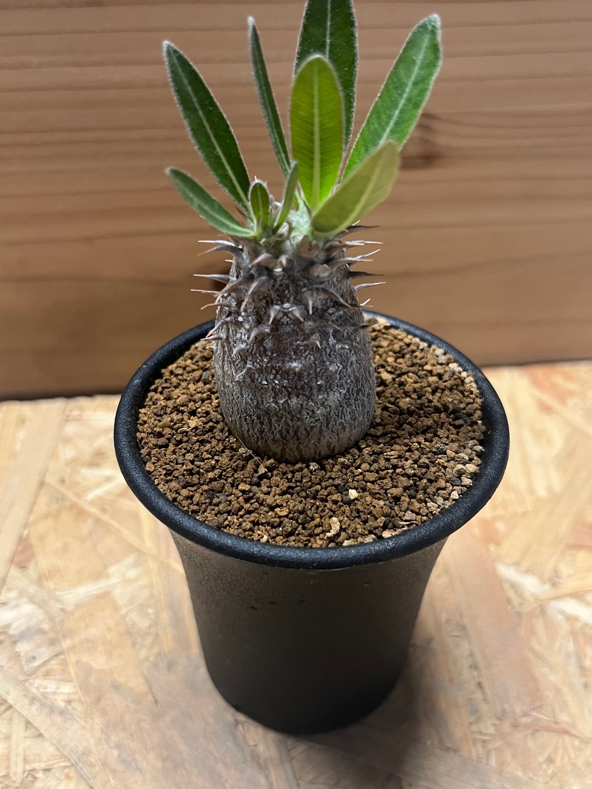 パキポディウム 伊藤ハイブリッド | GREEN LUCK