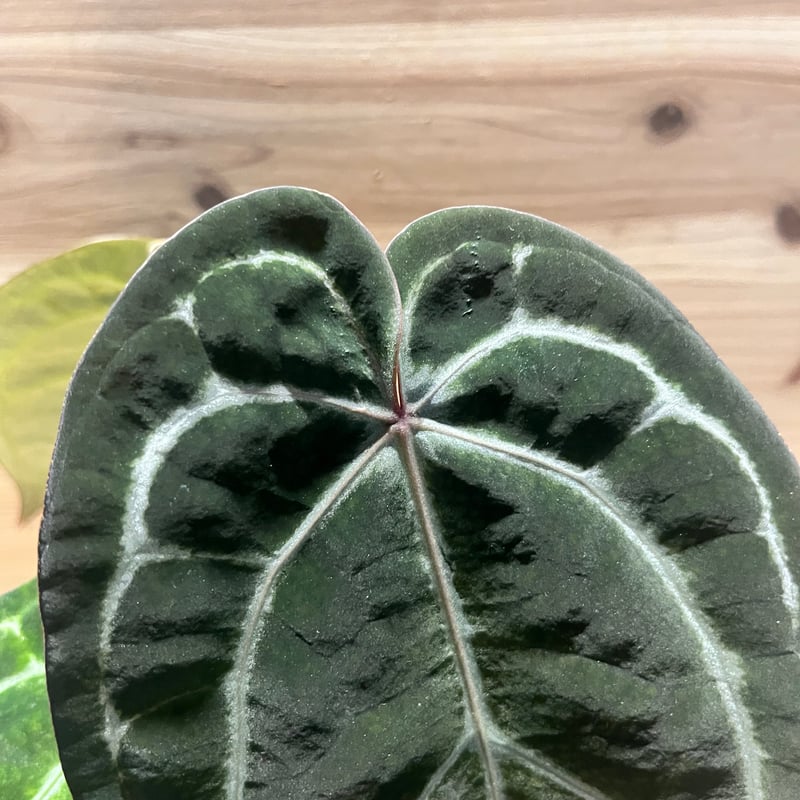 アンスリウム エンジェルズドリーム×カーラブラッキー | GREEN LUCK