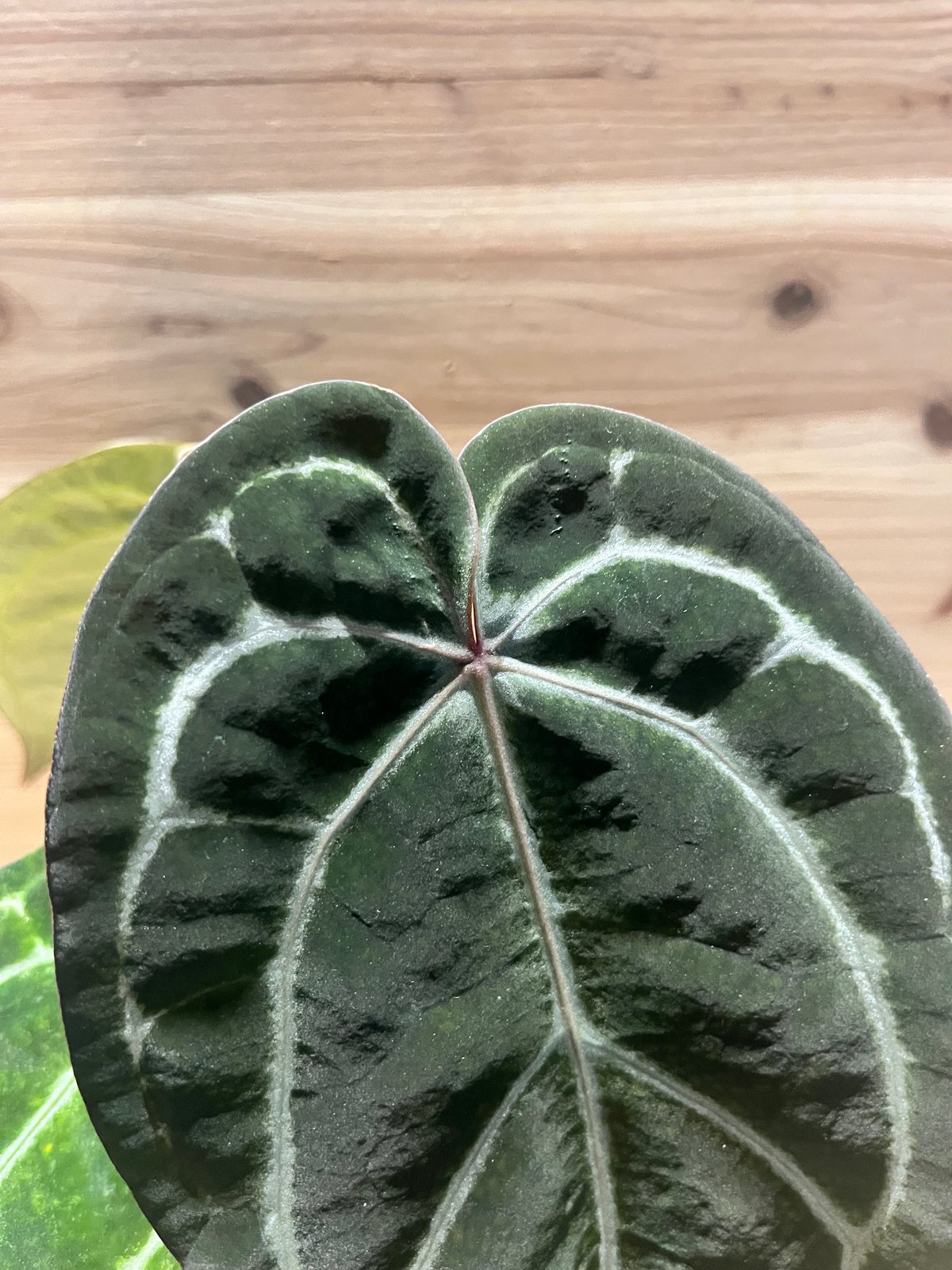 アンスリウム　エンジェルズドリーム×カーラ アンスリウム エンジェルズドリーム×カーラブラッキー | GREEN LUCK