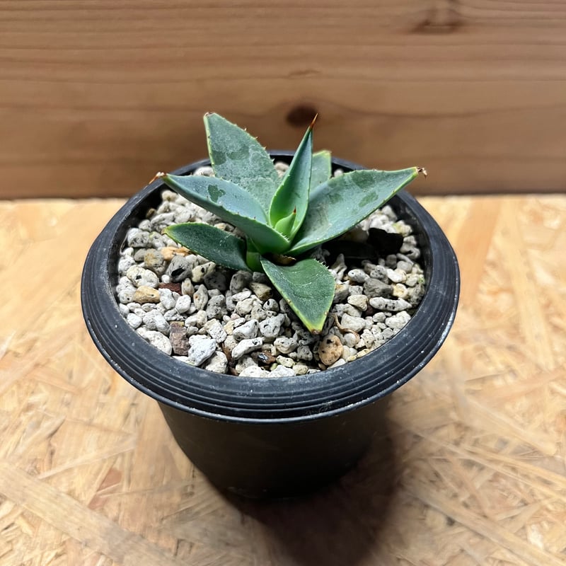 アガベ　パリー　トランカータ アガベ・パリー トランカータ｜Agave parryi var. truncata