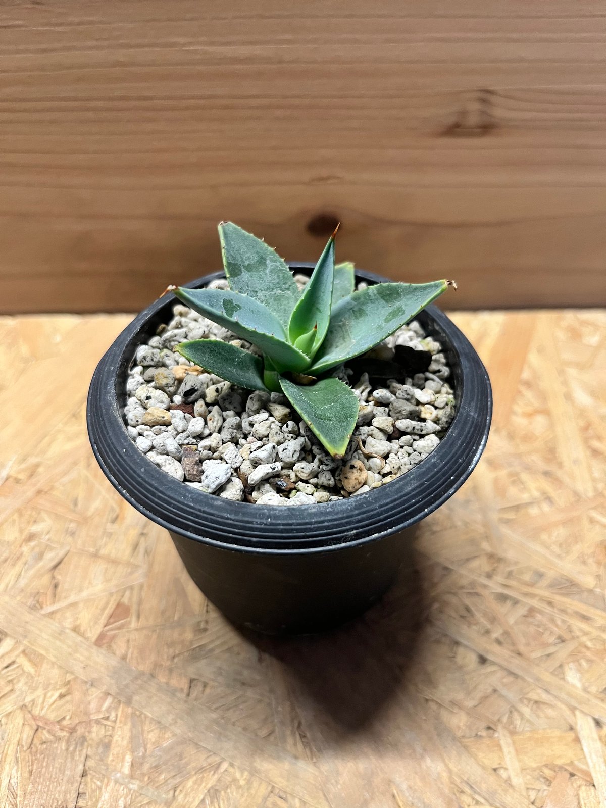 アガベ パリー トランカータ | GREEN LUCK