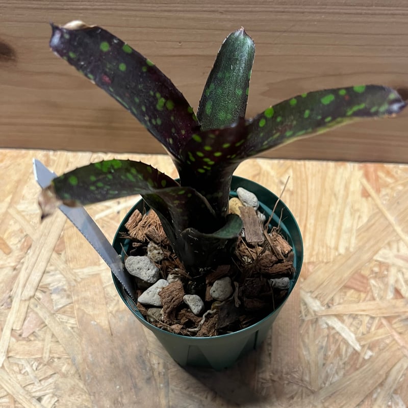 ネオレゲリア ドミノ リサのタグ付き Yahoo!オークション - KN 1円