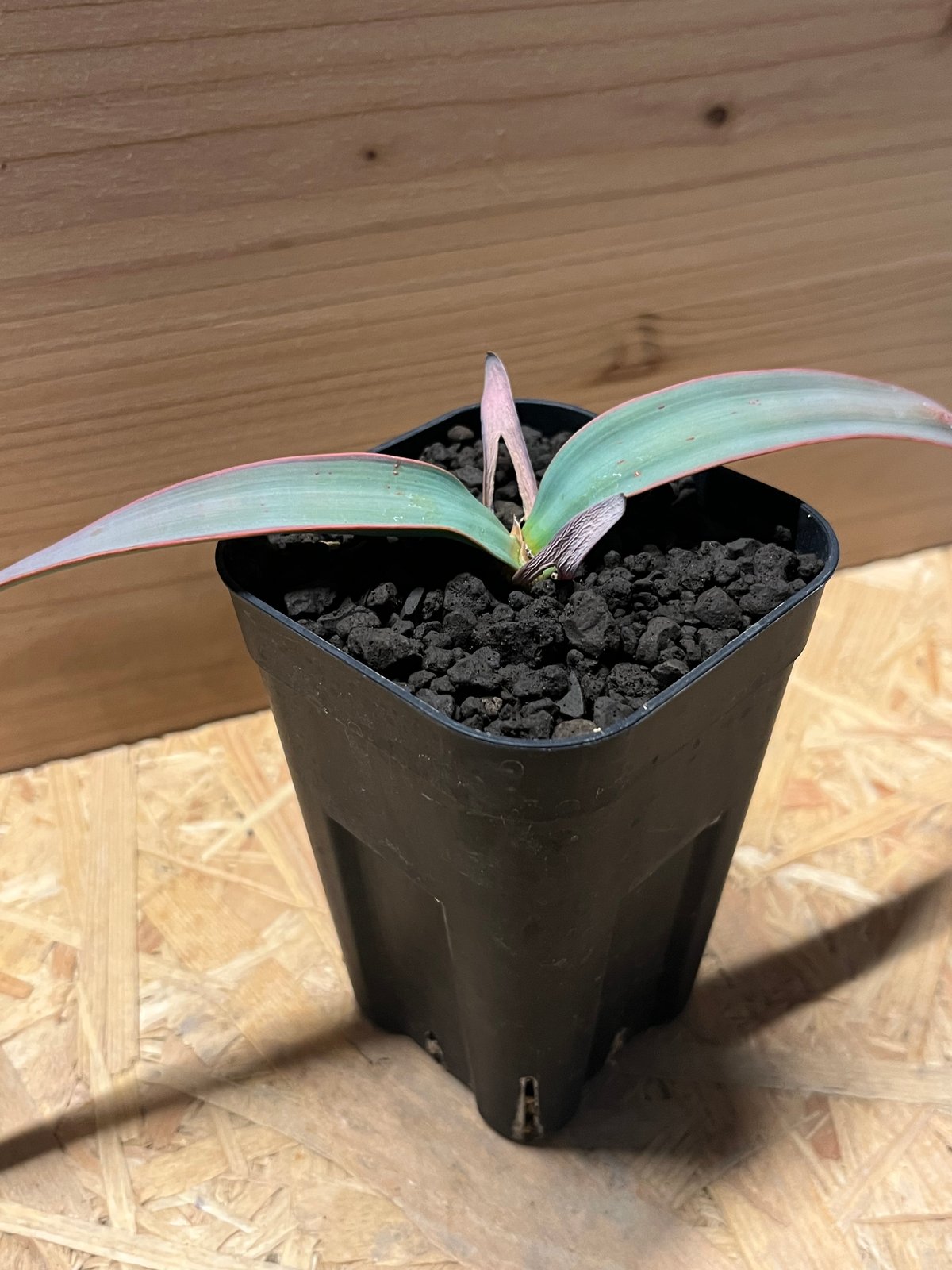 【お盆セール】ウェルウィッチア・ミラビリス / 奇想天外 サバクオモト 希少 お盆セール】ウェルウィッチア・ミラビリス / 奇想天外