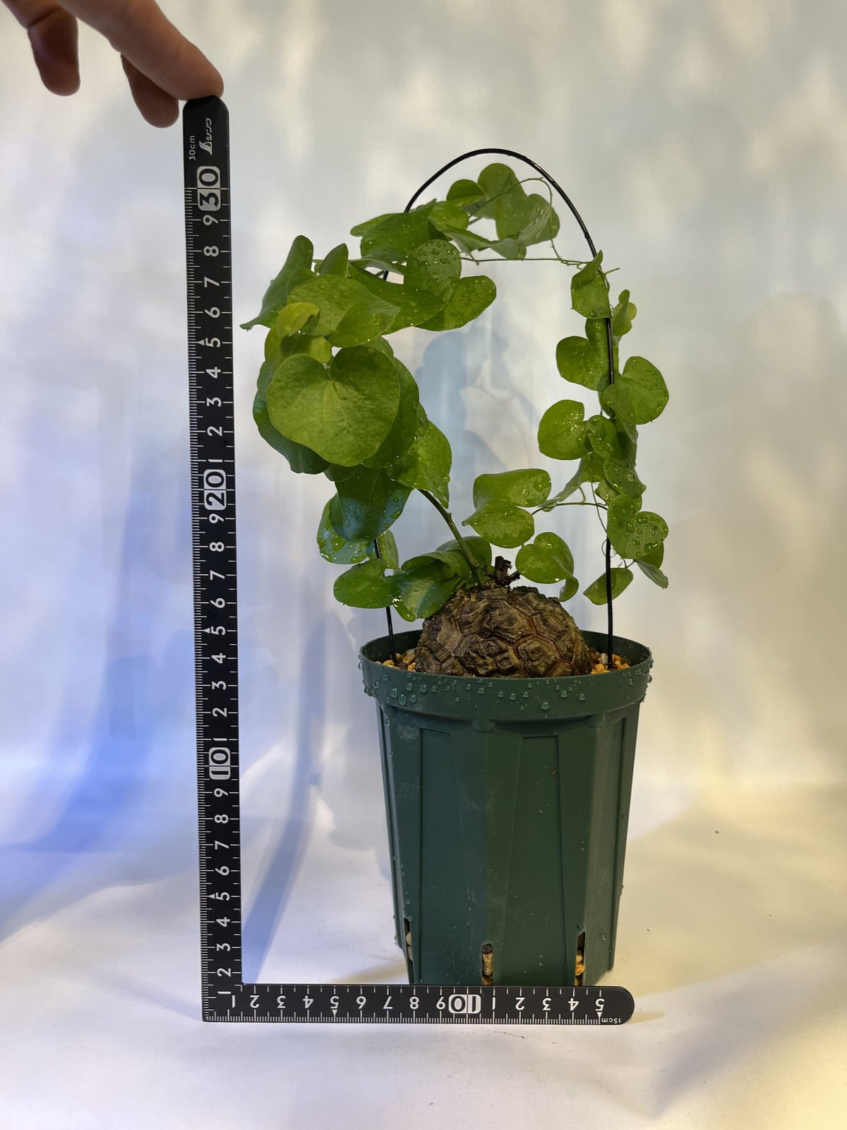 亀甲竜直径約10.5cmディオスコレアエレファンティペス現品鉢ごと発送 亀甲竜（ディオスコレア・エレファンティペス）004 – linkplants