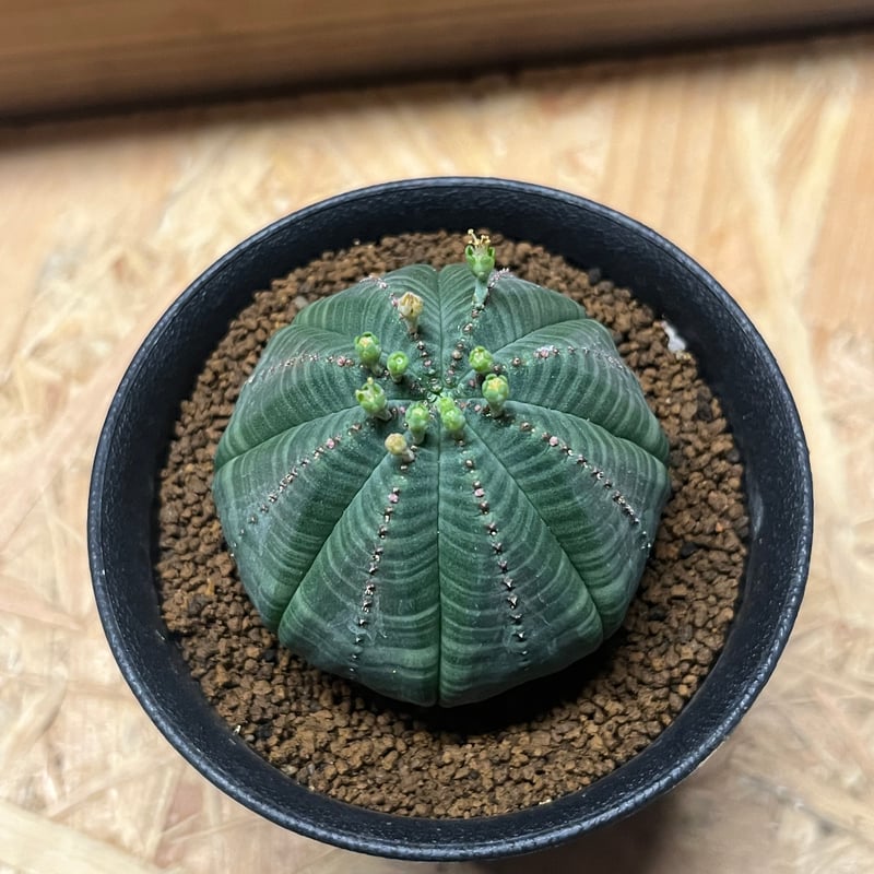 ユーフォルビア　オベサ isla del pescado - Euphorbia obesa-ユーフォルビア・オベサ