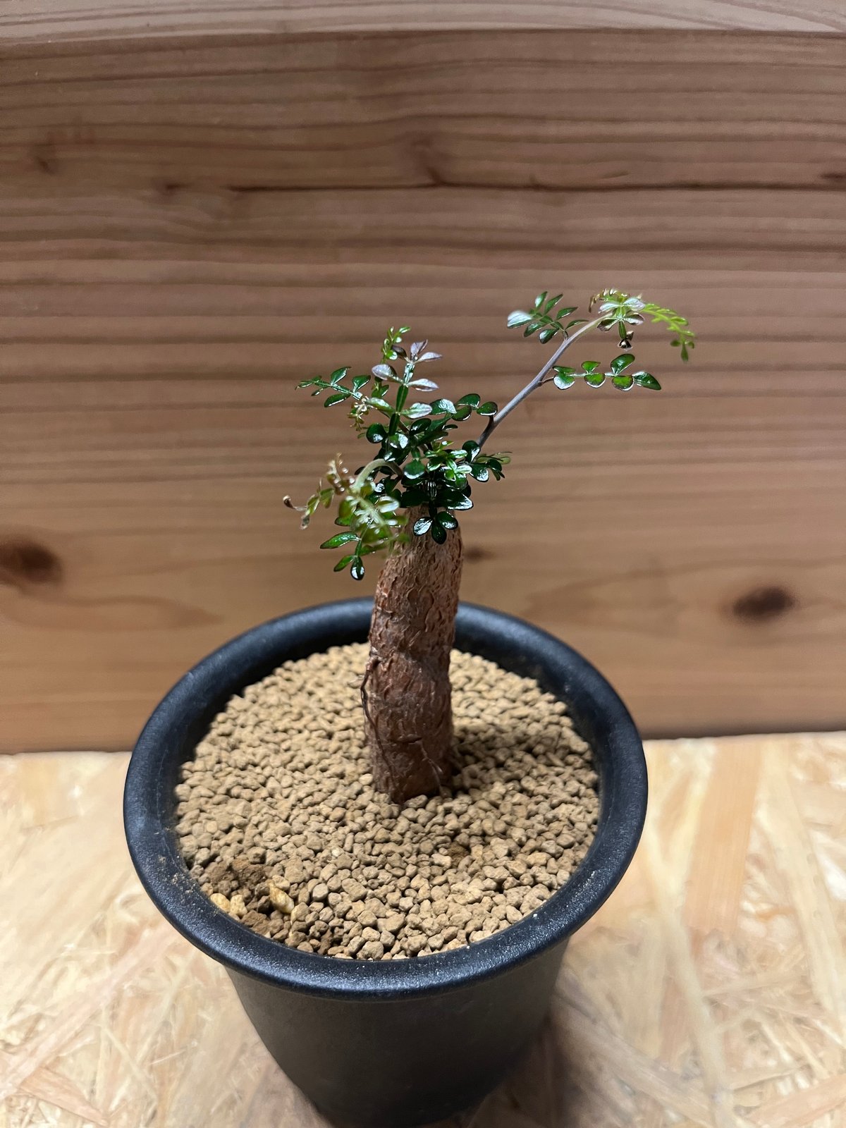 オペルクリカリア デカリー | GREEN LUCK