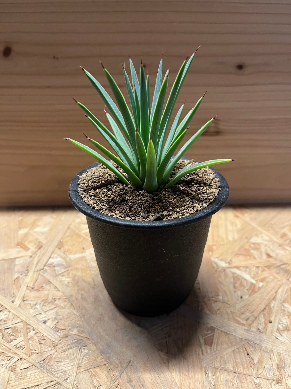 アガベ ストリクタ 吹上 | GREEN LUCK