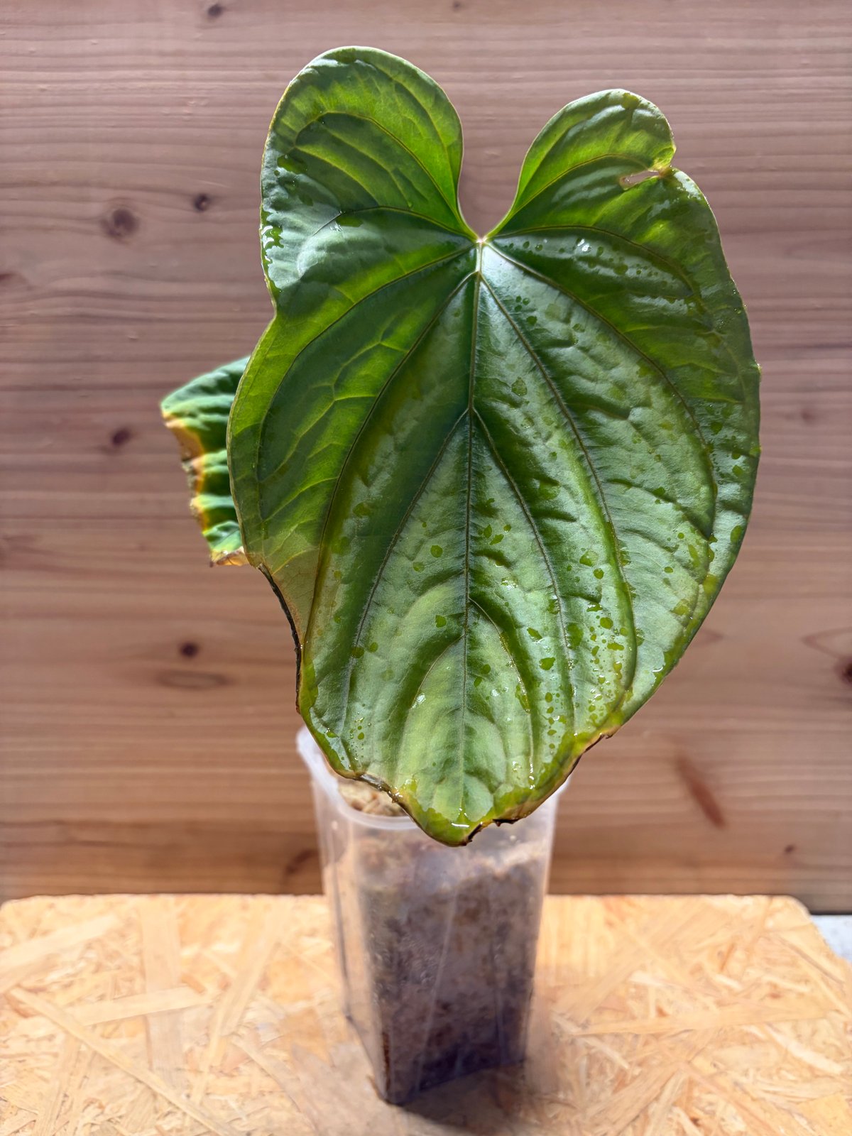 レア！ アンスリウム デビリス Anthurium debilis 【公式通販】