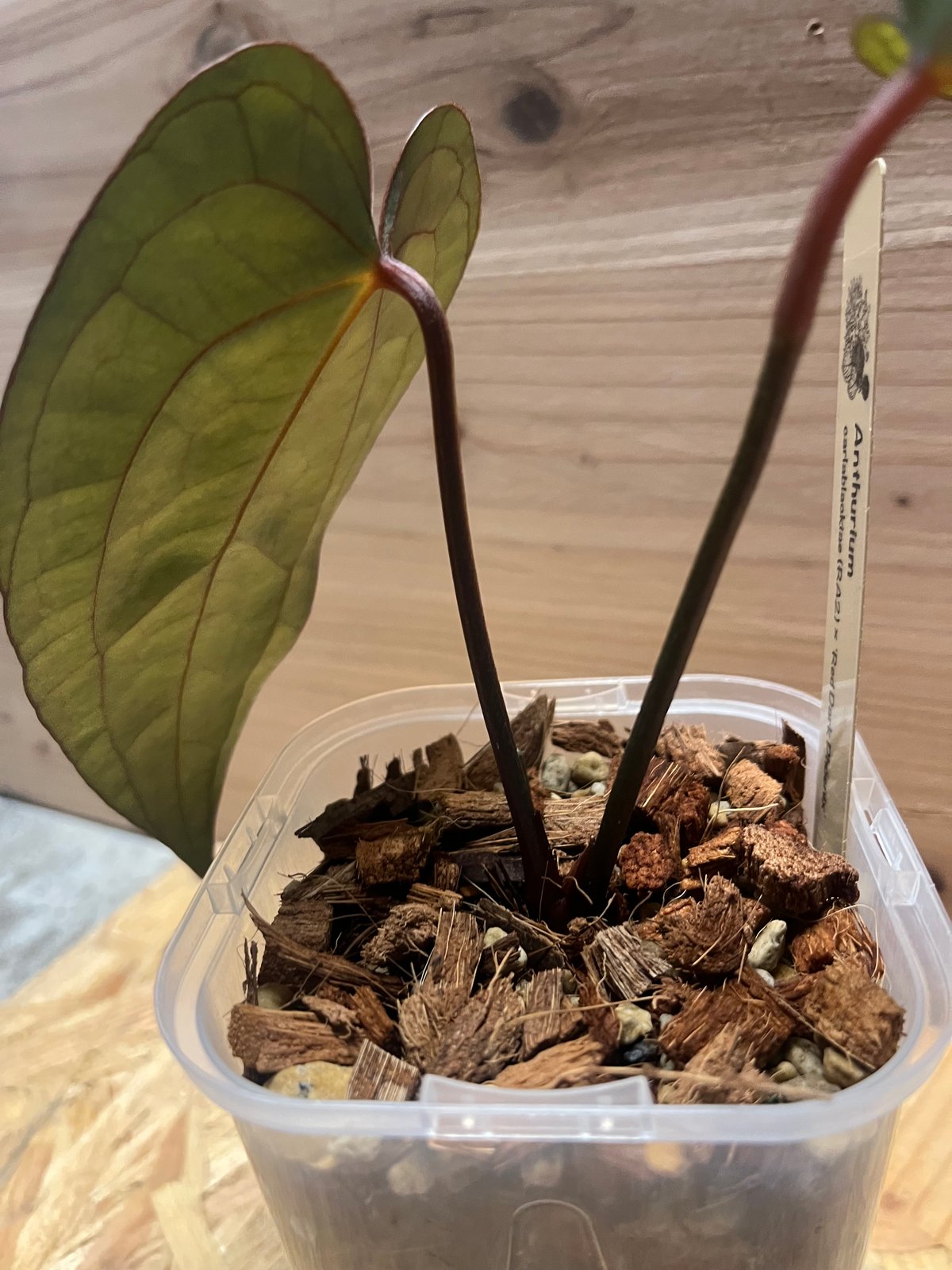Anthurium carlablackiae / アンスリウム カーラブラッキアエ Anthurium carlablackiae / アンスリウム カーラブラッキアエ