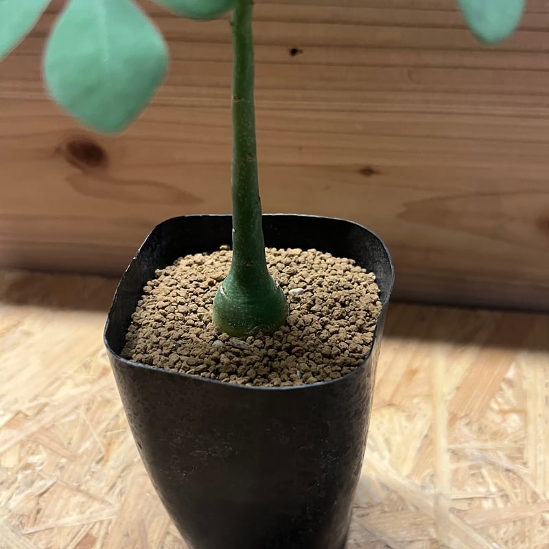 アデニア グラウカ | GREEN LUCK