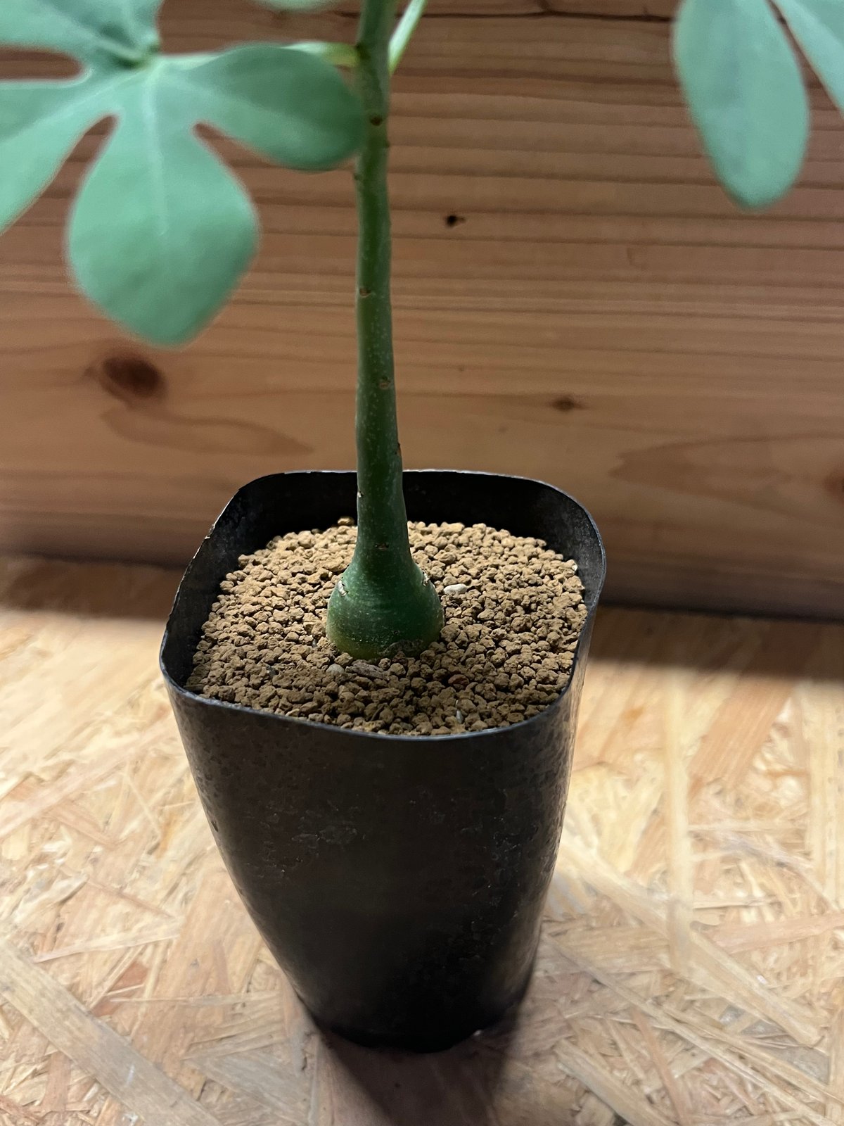 アデニア グラウカ | GREEN LUCK