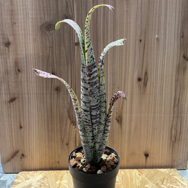 ケスネリア マルモラータ ティムプローマン | GREEN LUCK