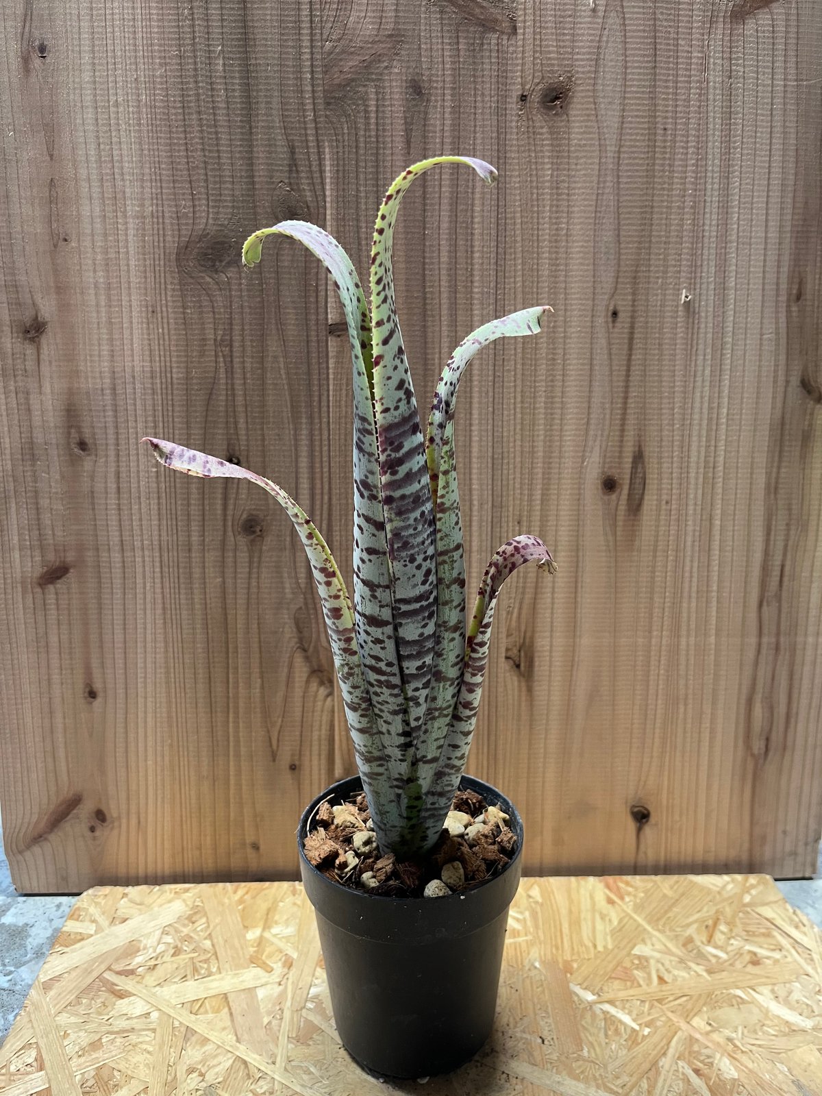 ケスネリア ティムプローマン ラファエル オリベイラ 鉢ごと