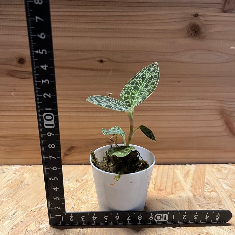 ジュエルオーキッド マコデスペトラ | GREEN LUCK