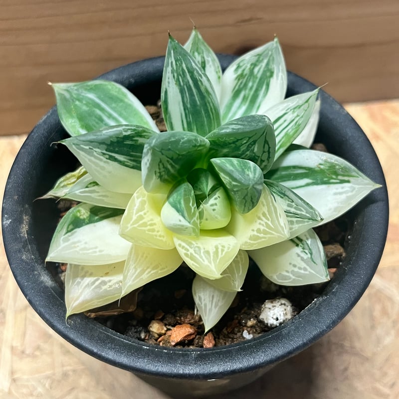 ハオルチア 宝島 | GREEN LUCK