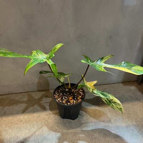 フィロデンドロン　フロリダビューティー