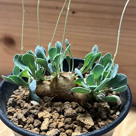 オトンナ　カカリオイデス