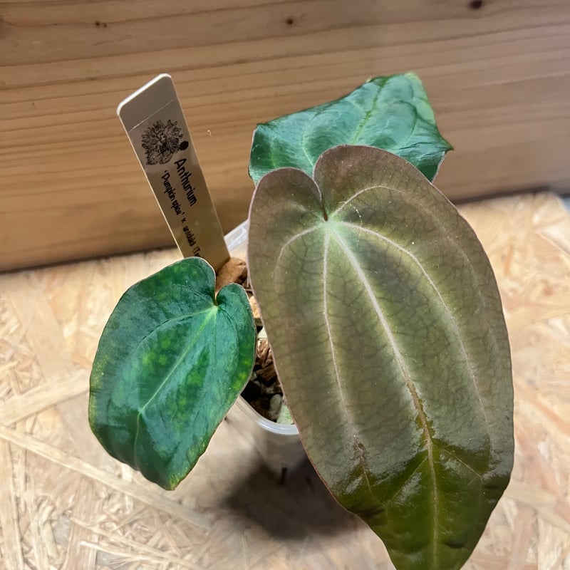 【HS】アンスリウム　パンプキンスパイス 🎃Anthurium 'Pumpkin Spice' 🎃 @understory_oasis #aroid #Anthurium