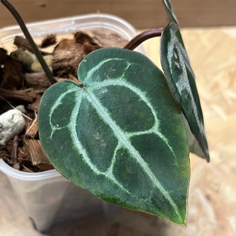 アンスリウム　パピ（ミシェルxザラ） x オレンジスパイダー　斑入り アンスリウム パピ（ミシェルxザラ） x オレンジスパイダー