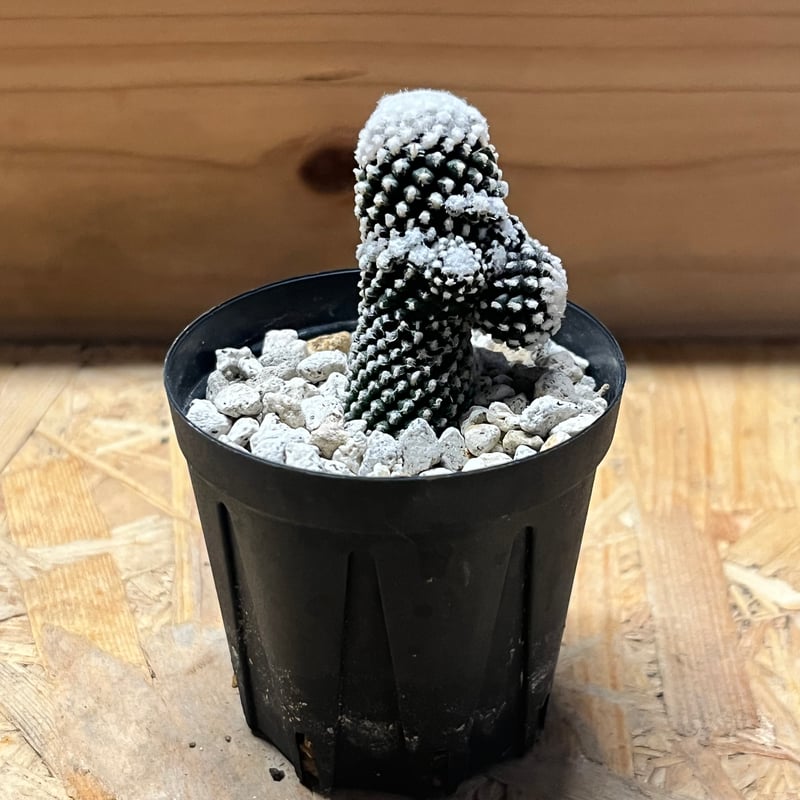 現地株 コピアポア テヌイシマ テヌイッシマ 発根済み 群生 仔吹 鉢の