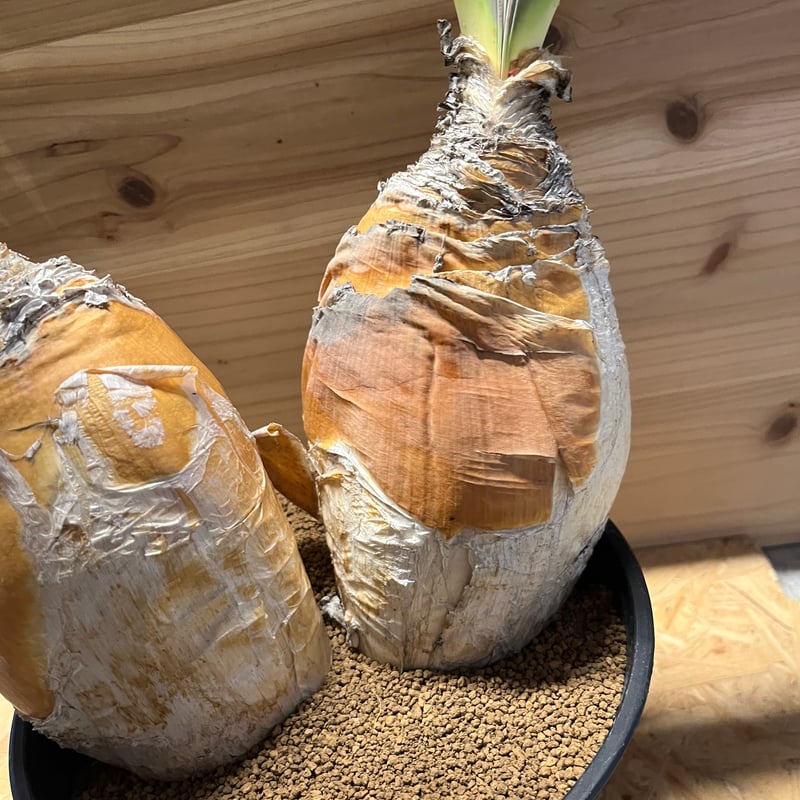 ブーファン ハエマンソイデス | GREEN LUCK