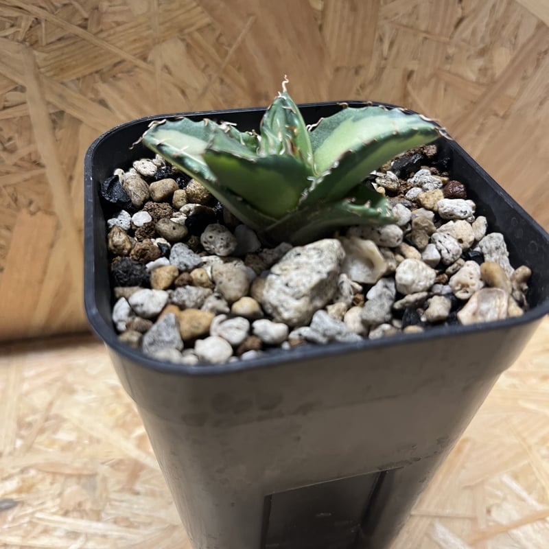 アガベ チタノタ 夕映厳竜 ソーラーエクリプス | GREEN LUCK