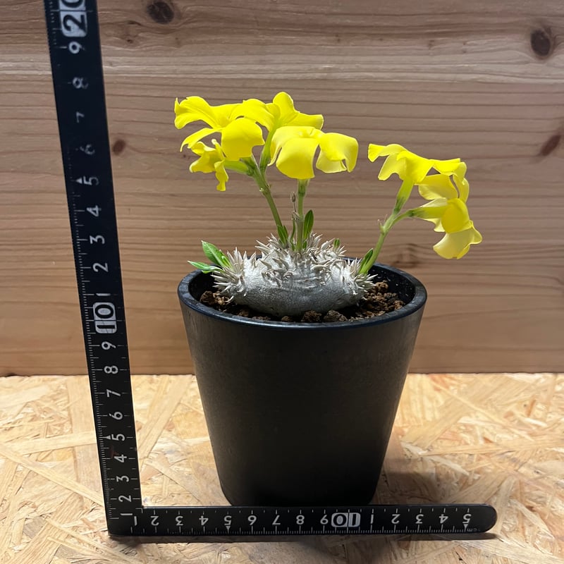 パキポディウム ブレビカウレ 恵比寿笑い | GREEN LUCK